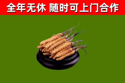 上海回收冬虫夏草