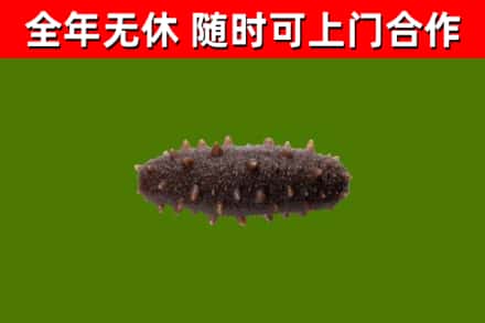 上海回收海参干